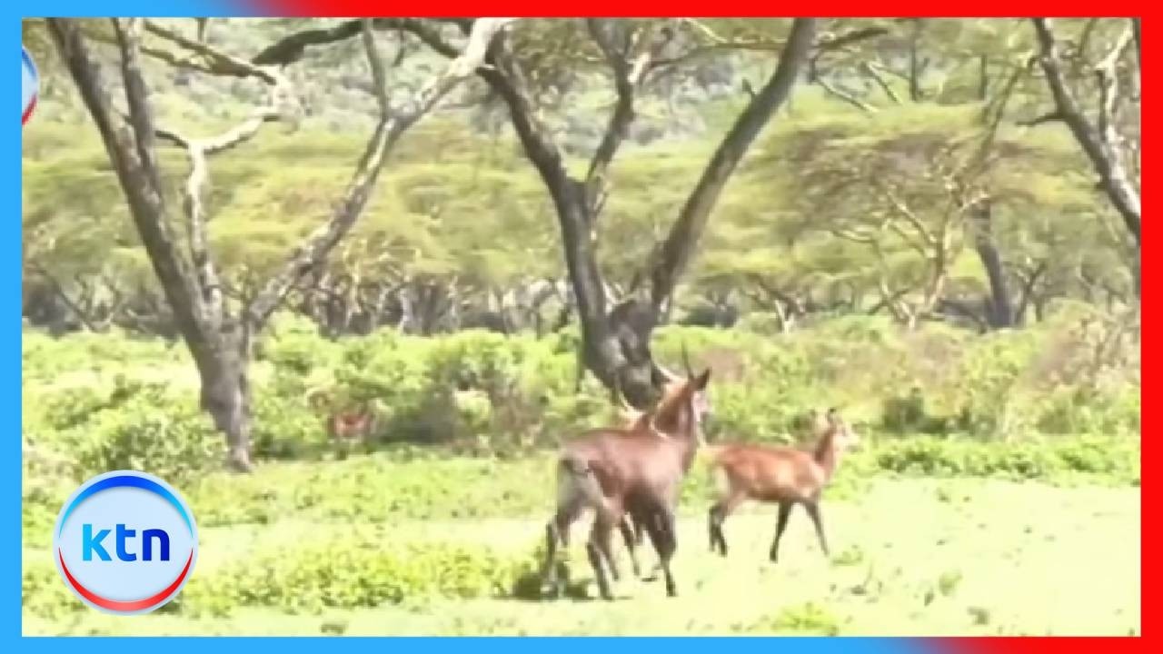 Serikali yaimarisha juhudi za dharura kulinda wanyamapori dhidi ya njaa na kiu