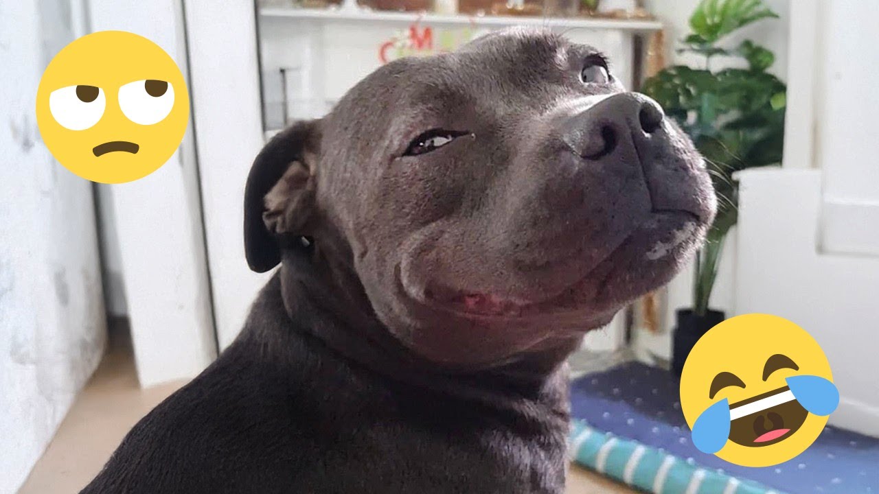 I dare you not to LAUGH at these FUNNY DOGS 😁🦮 - Best Funny Animals Videos 2025 #190