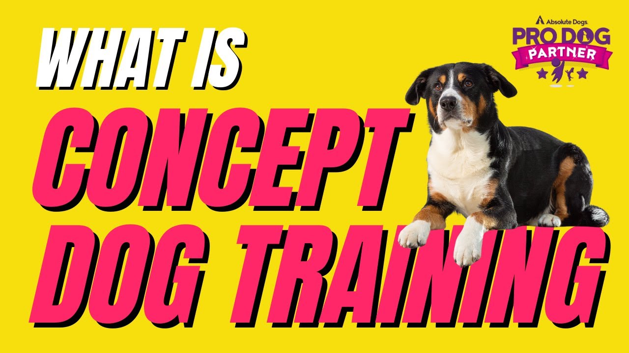 What is CONCEPT DOG TRAINING? | Pro Dog Trainer | Game-Based Dog Training