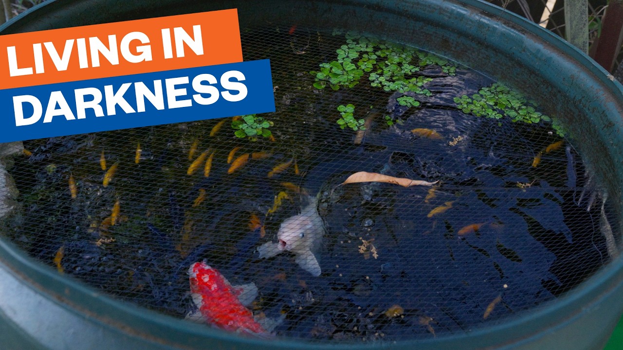 POND LIFE: There's a fish Living in my Filter
