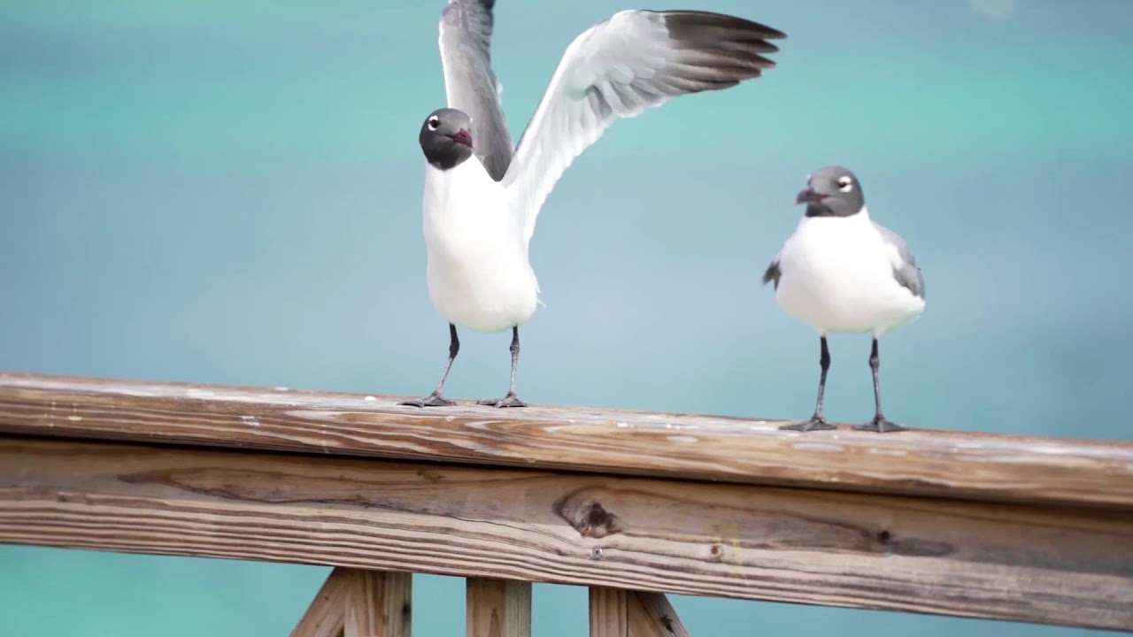 Cat Cay Restoration and Preservation Foundation