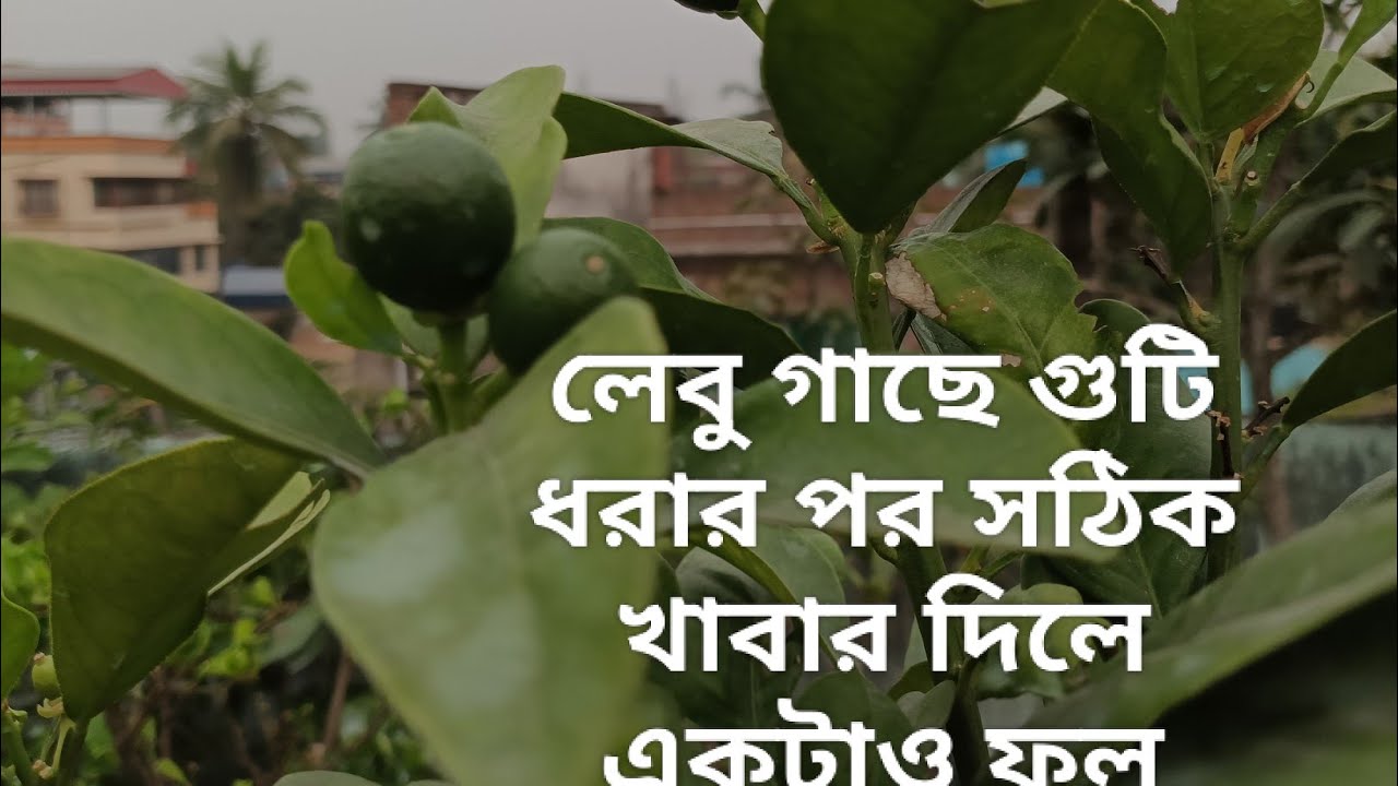 লেবু গাছে গুটি ধরার পর সঠিক খাবার না দিলেই সর্বনাশ | দেখেনিন সঠিক খাবার ও পরিচর্যা 