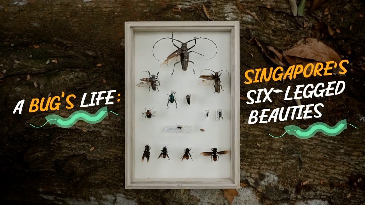 A bug's life: Singapore's six-legged beauties | The Straits Times