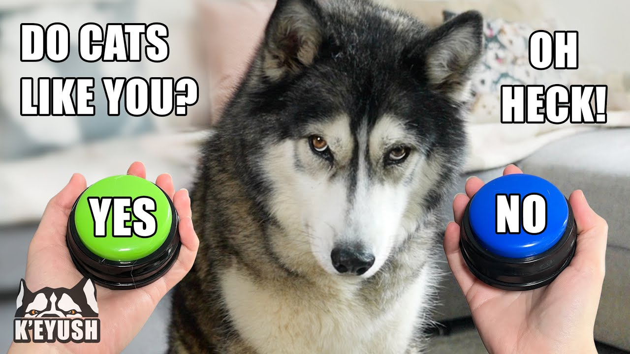 Sad Husky Doesn&rsquo;t Think CATS Like Him! Talking Buttons!
