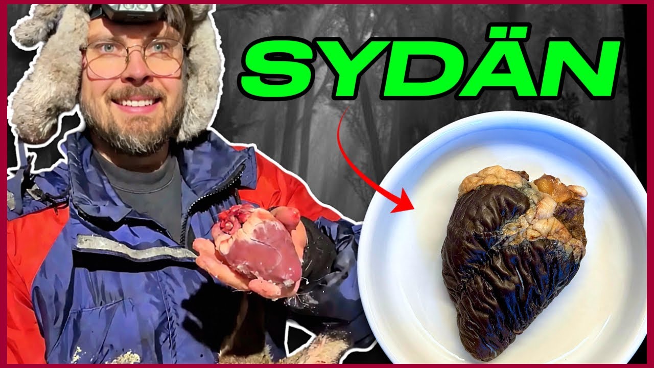 KAURIS: SYD&Auml;N S&Eacute;CH&Eacute;🦌❤️| Heimo Kokkaa