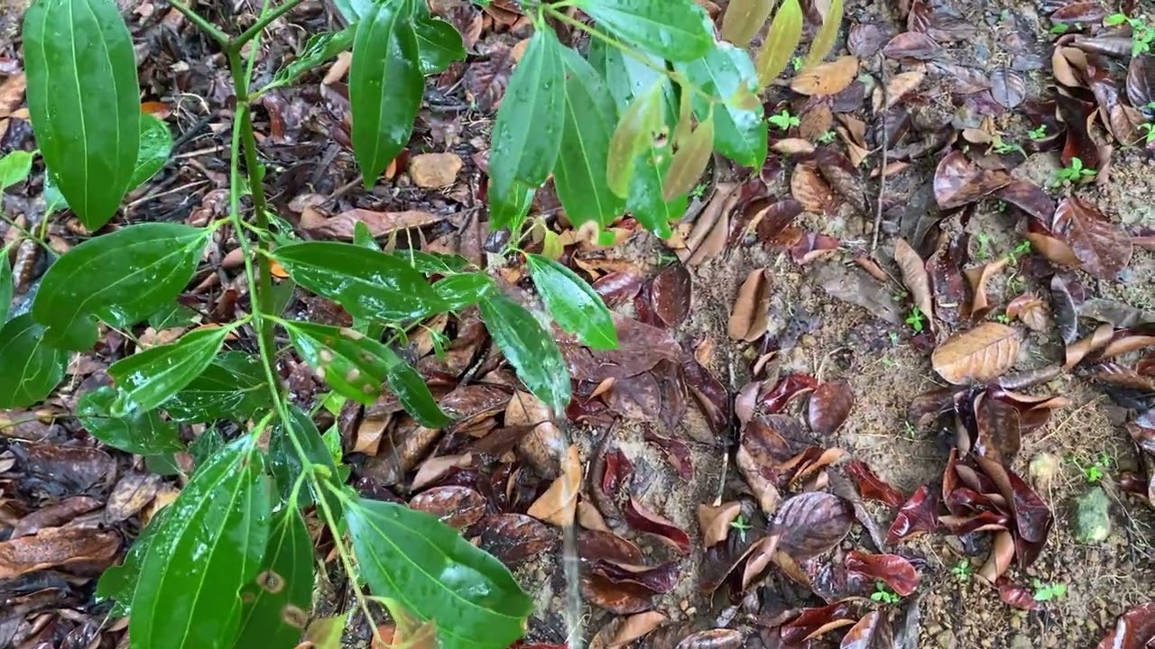 Peeing to cinnamon plant in beautiful cinnamon and tea garden 🍃✨ raining day 