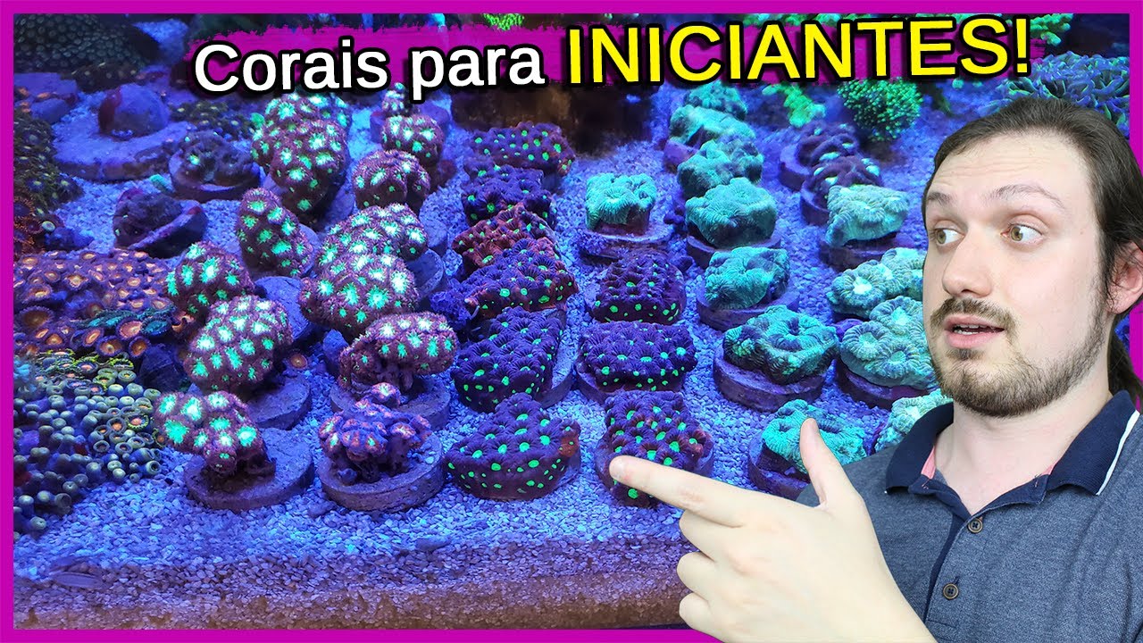 Escolhendo Corais Duros FÁCEIS para INICIANTES! - SPS e LPS
