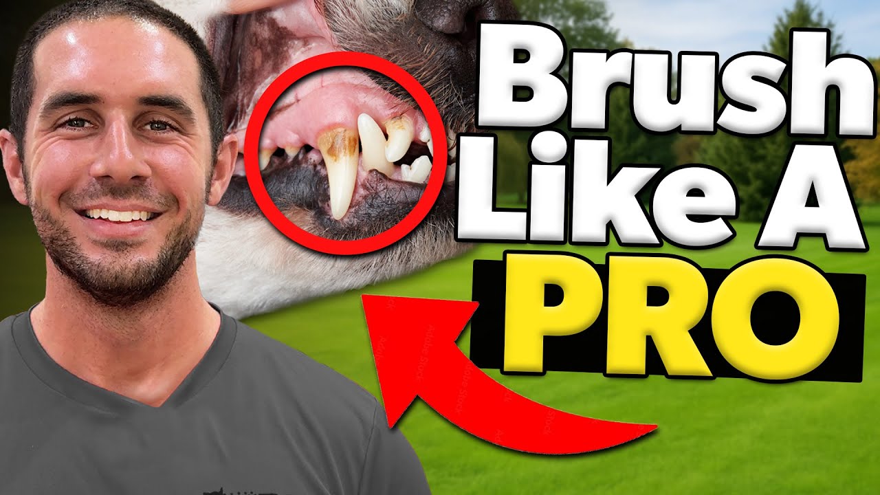 How to Brush Dog Teeth at Home (Step-by-Step Guide)