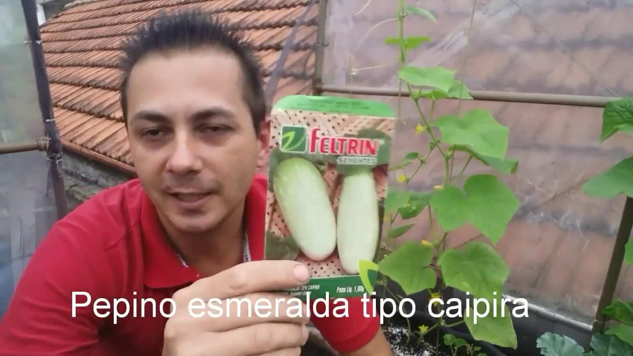 Como plantar pepino em casa, colha alimentos orgânicos.