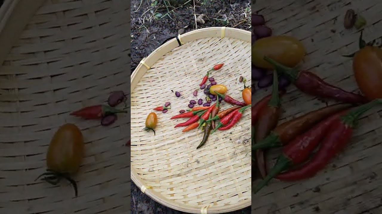 Seronoknya dapat petik hasil tanam sendiri #berkebun