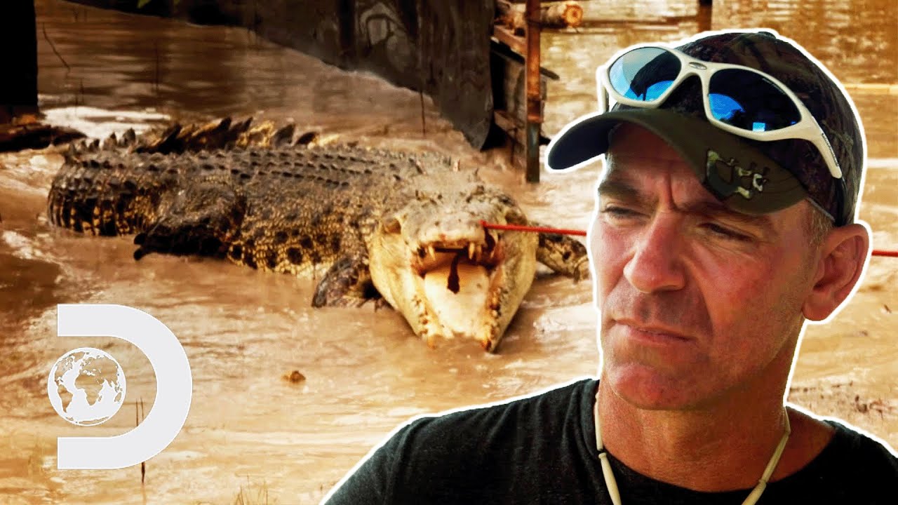 Giant Crocs Attack Cattle Ranch | Lair Of The Killer Crocs