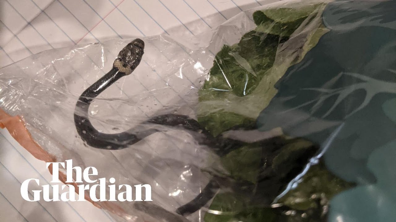 'Look, a little baby snake in the lettuce': Sydney couple's shock find in their shopping
