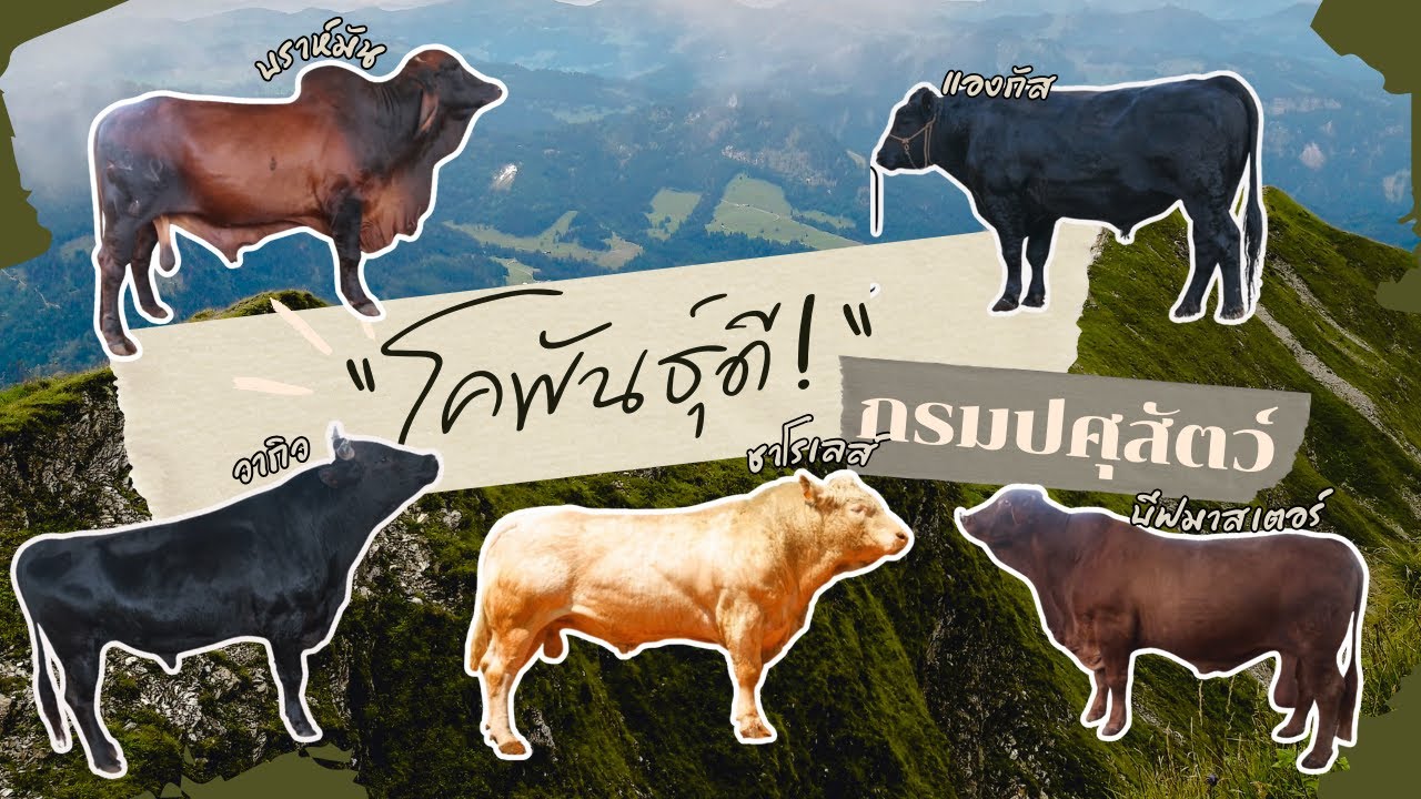 สำนักเทคโนโลยีชีวภาพการผลิตปศุสัตว์ กับ “โคพันธุ์ดี” 1