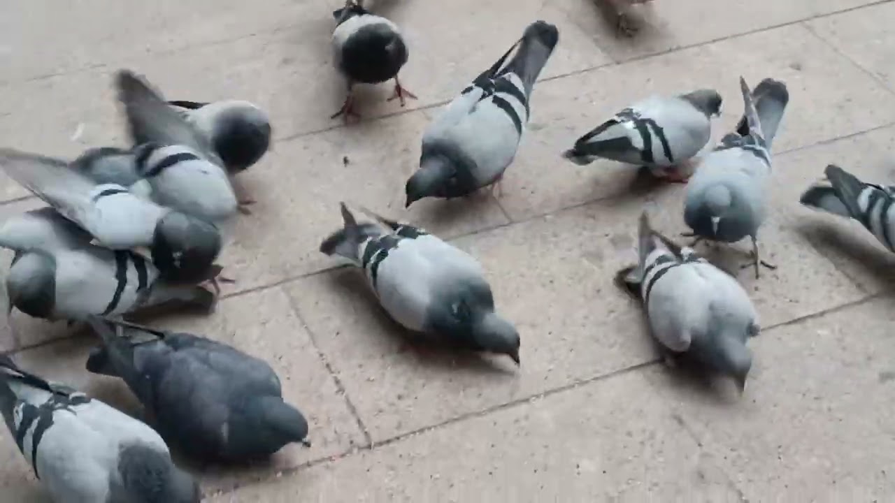 Palomas y fondos en movimiento C, STO, domingo de silos ALCALA LA REAL 17/01/2026