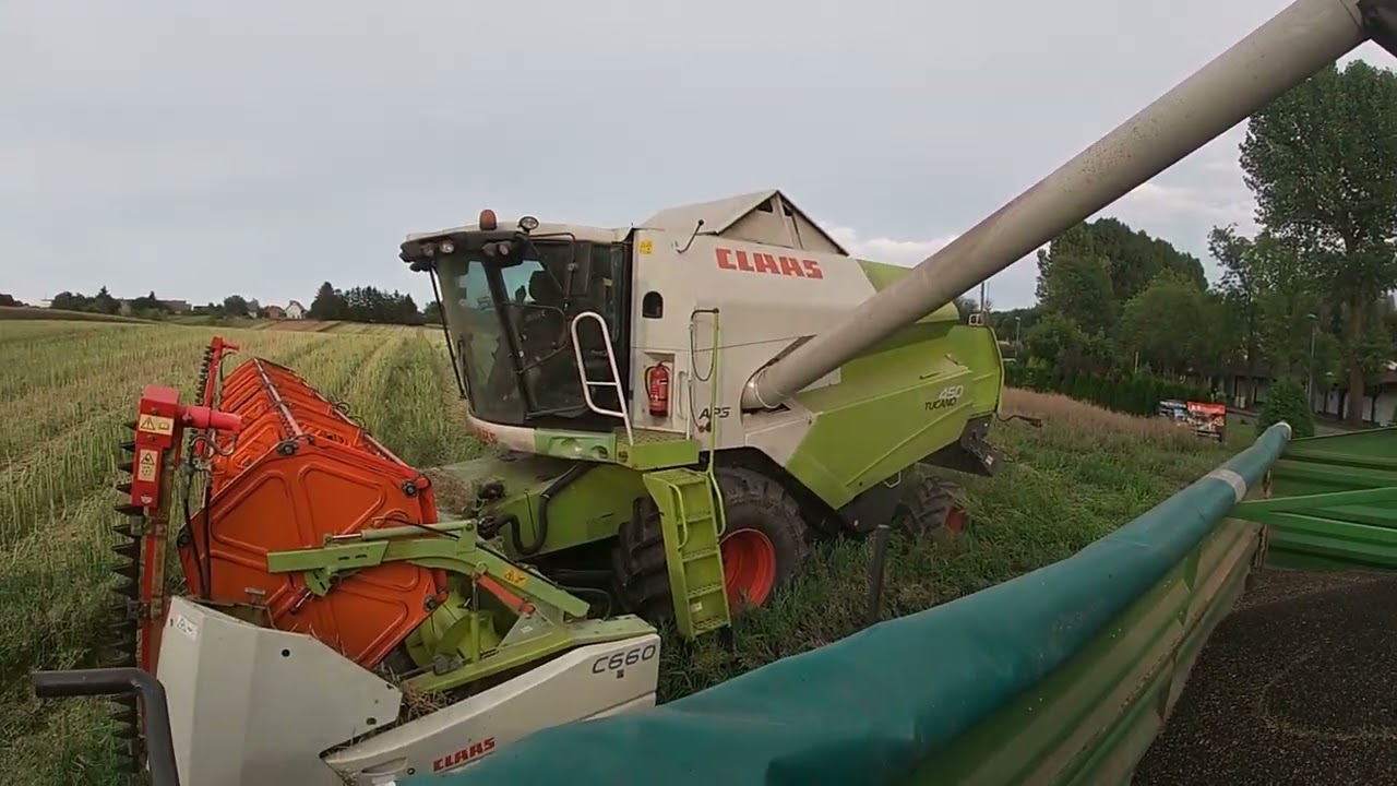 Pierwszy rok rzepaku i dobry plon?! Rzepak który wschodził w październiku!! Duże kolejki na skupie!!