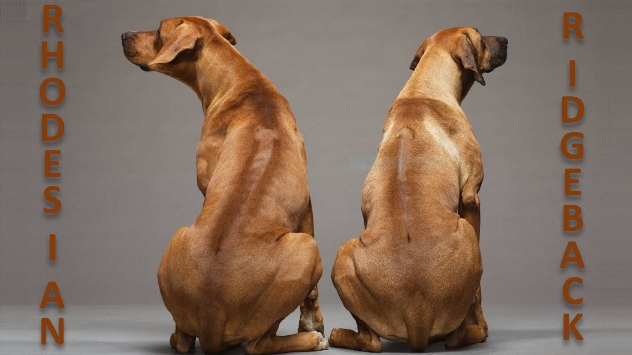 Rhodesian Ridgeback Tamil
