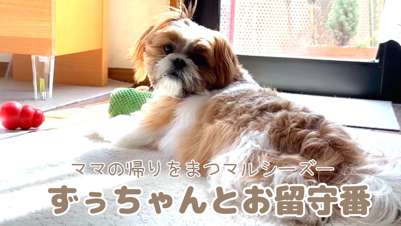 【お留守番】ママの帰りを待つ８ヶ月マルシーズー🐾