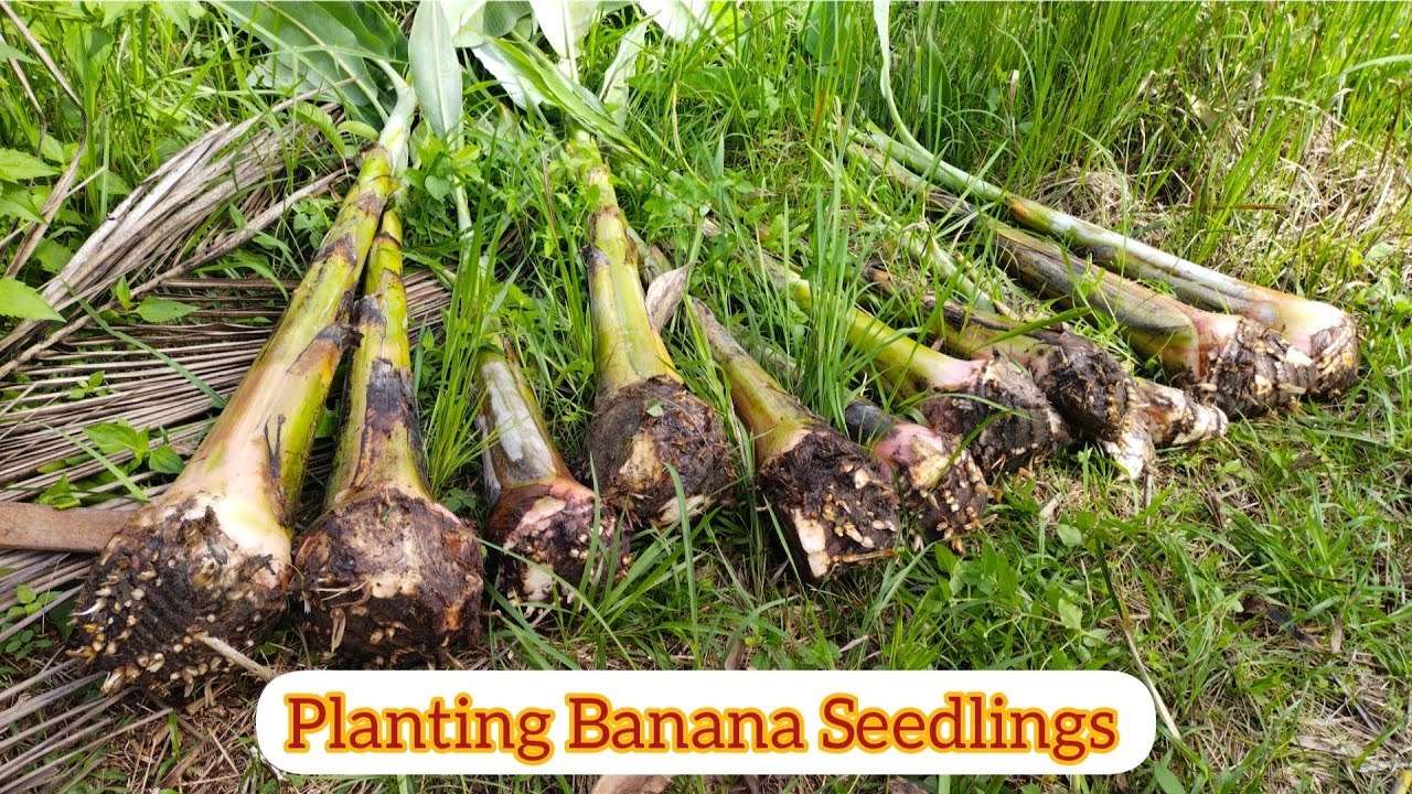 Planting Banana (Saba) Seedlings