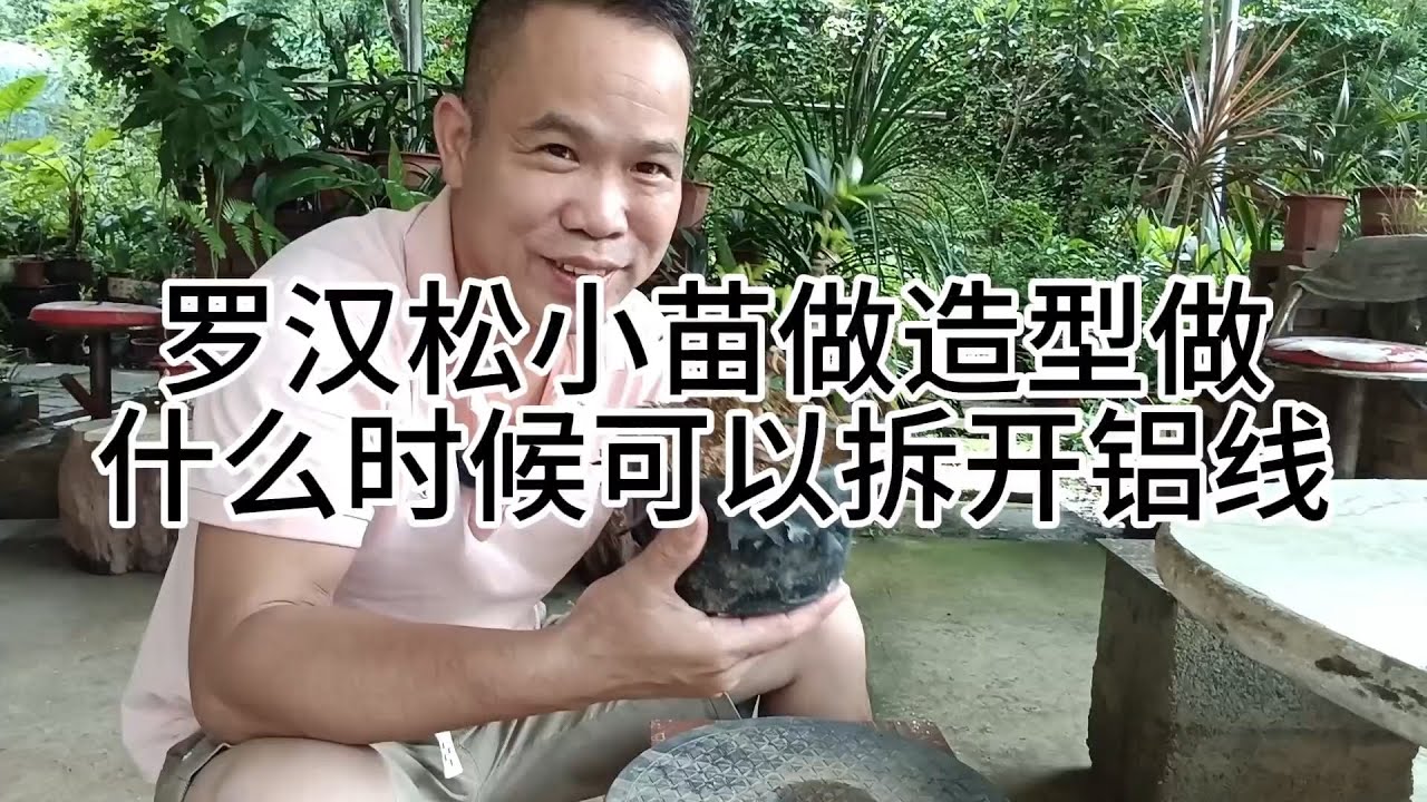 罗汉松小苗做造型后什么时候可以拆开铝线 