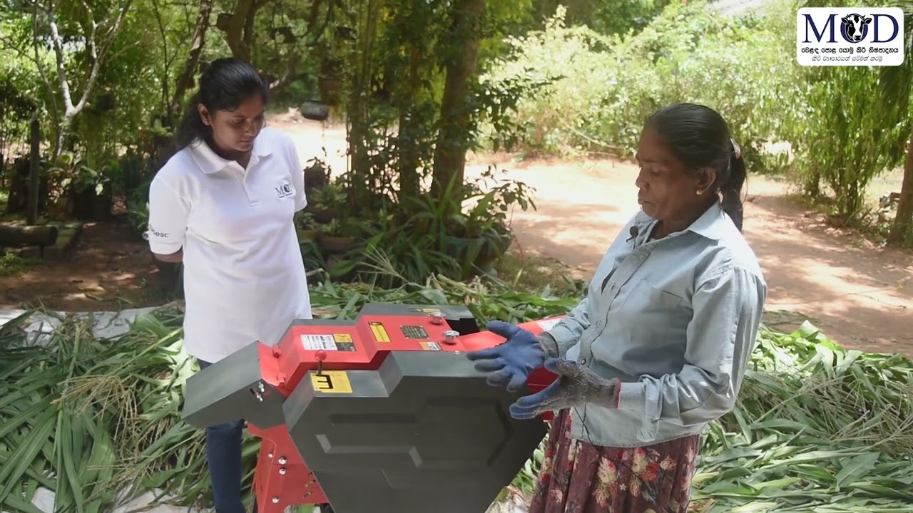 සයිලේජ නිෂ්පාදනය පිළිබඳව ප්‍රයෝගික ආදර්ශනය