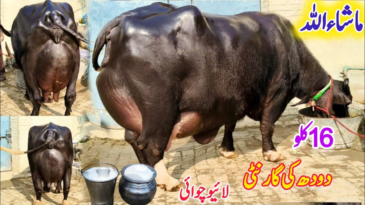 ملک محمدنوازوٹو613گ ب|5عدد ٹاپ کلاس پہلن دوجن بھینسیں فروخت21دسمبر Neli Ravi Buffalo Sale  EitfaaqTv