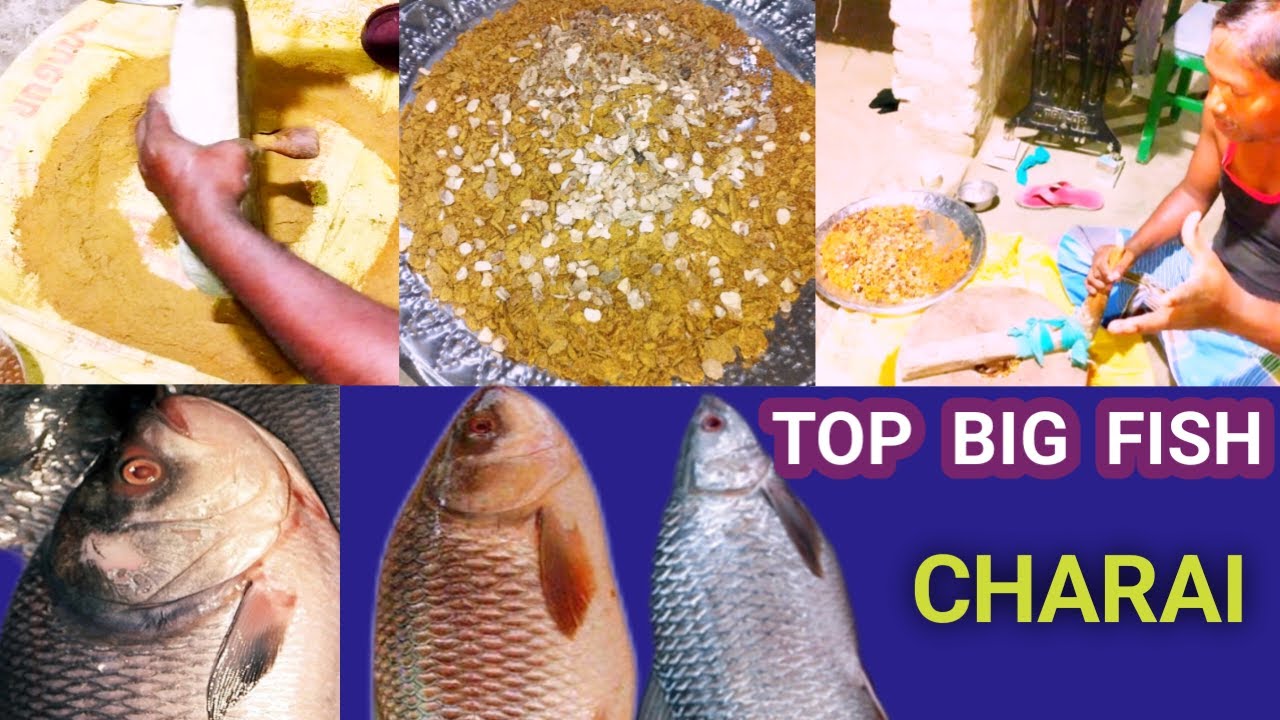 Rohu Fish Charai Katla Fish Charai Mirgal Fish Charai Top Charai #indfishhunter_18