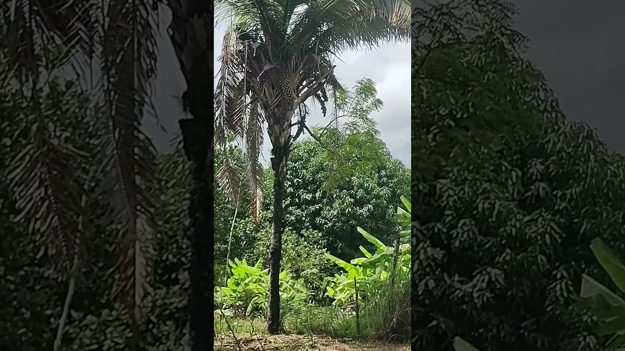 olha que incrível,  um pé de nim  em uma palmeira