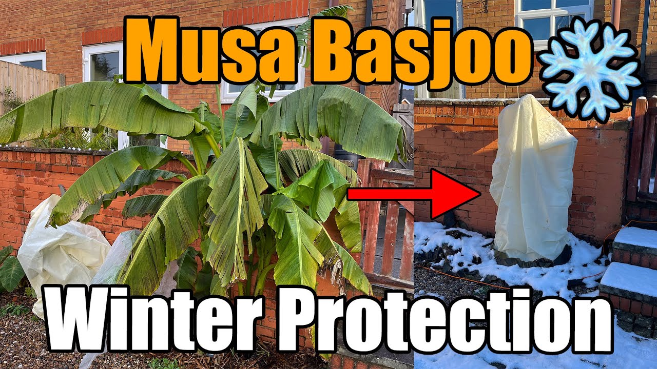 How To Overwinter Musa Basjoo Bananas In The UK