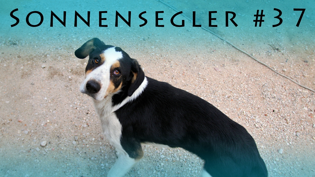 Sonnensegler #37 Kein Streuner mehr