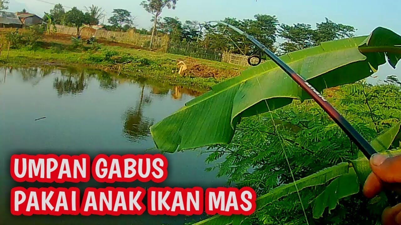 UMPAN GABUS (SNAKEHEAD) PAKAI ANAK IKAN MAS JITU