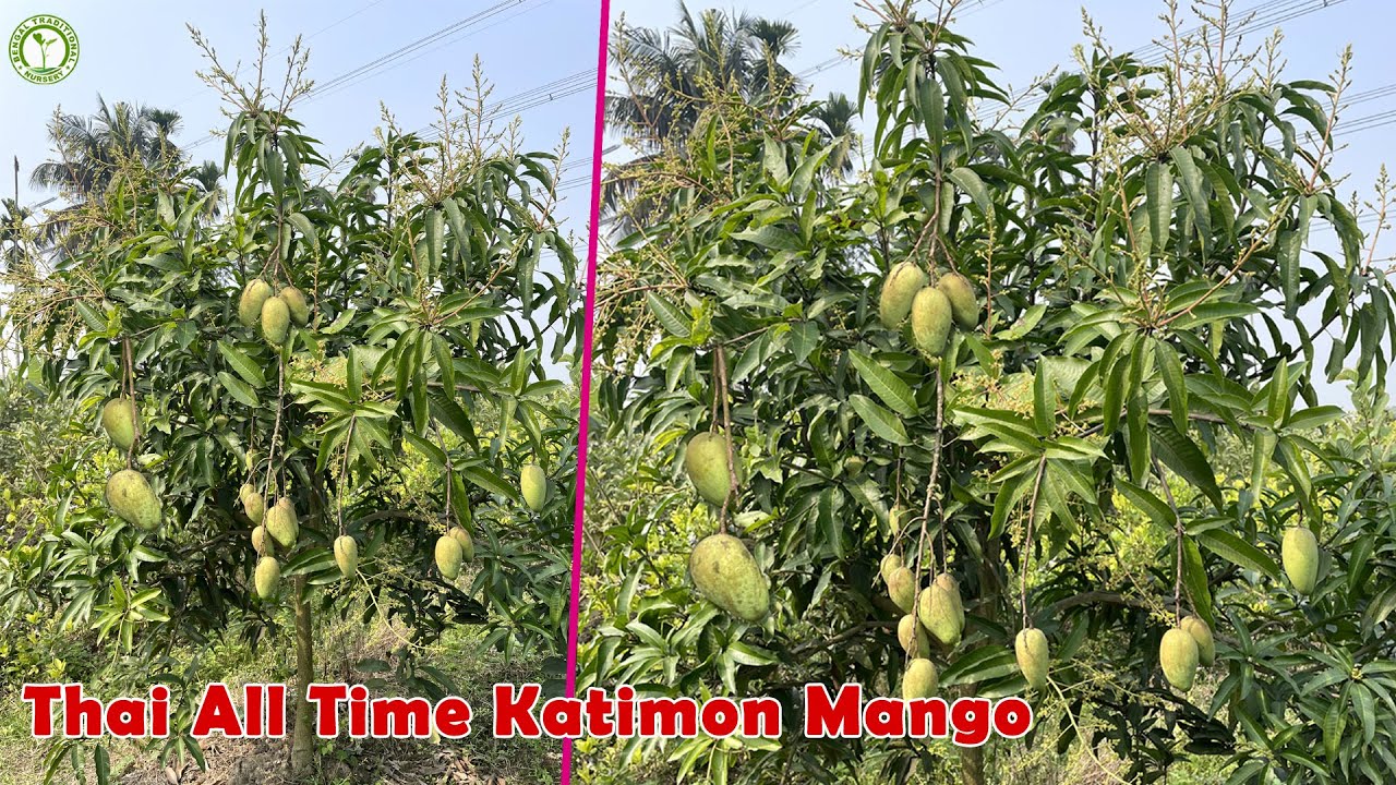 Thai All Time Katimon Mango Farming | Aam ki kheti | Contact : 9333227579 / 8926300000