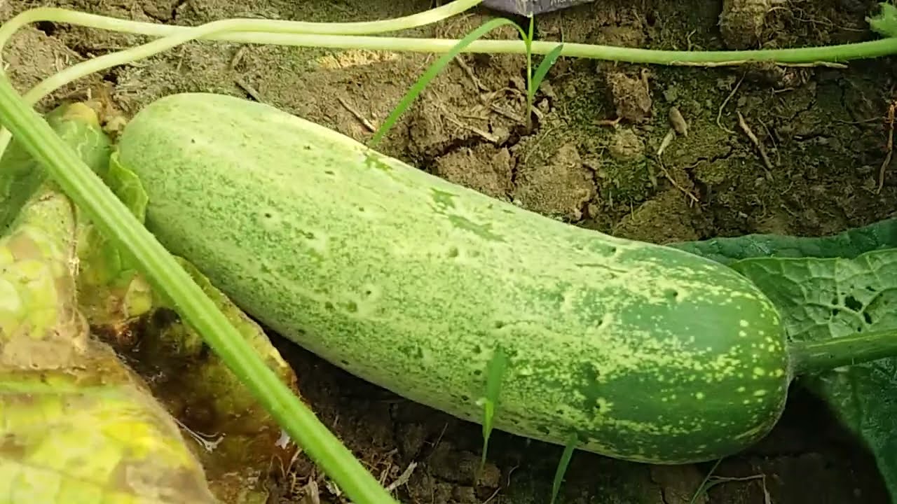 kakudi chasa ,cucumber #cucumber #viral #agriculture