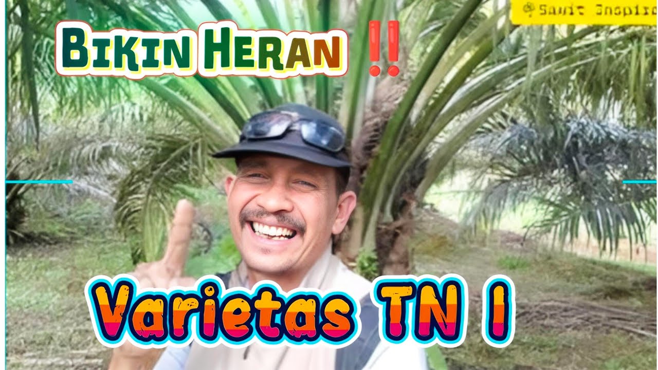 Bikin Heran ‼️ Varietas TN 1 Diumur 5 tahun