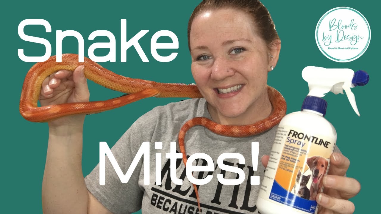 How to get rid of Snake Mites