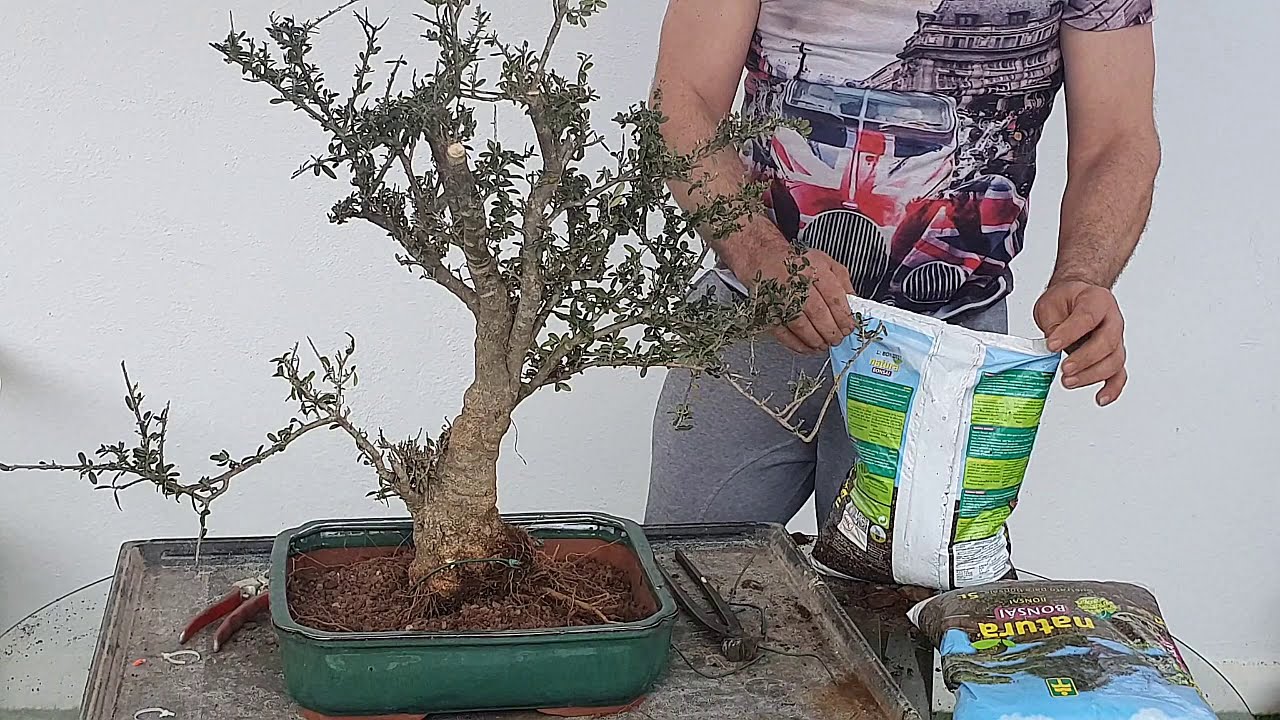 TRANSFORMANDO UN ARBUSTO EN BONSAI PARTE 2