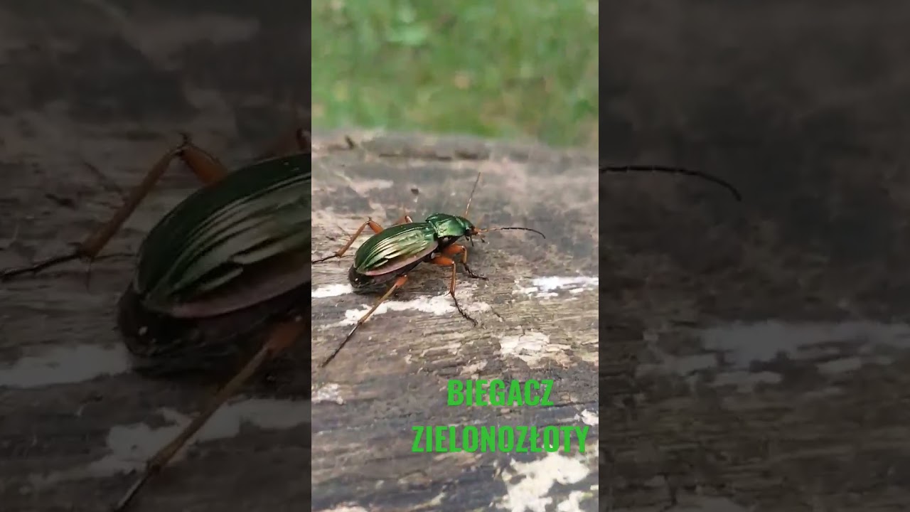 CHOJNICE: Biegacz zielonozłoty / Carabus auronitens #biegacz #beetle #bug #żuk #owad #sprinter