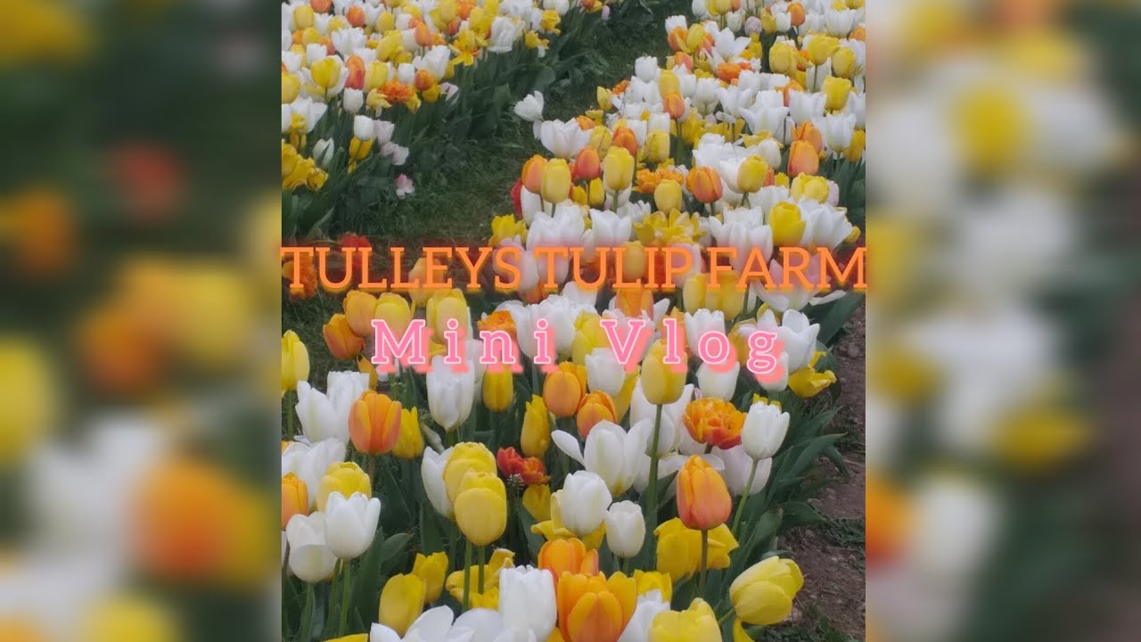 MINI VLOG | Tulleys Tulip Fields 🌷 |