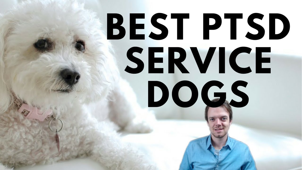 Best PTSD Service Dog Breeds - How Can Dogs Help You With Anxiety and Depression?