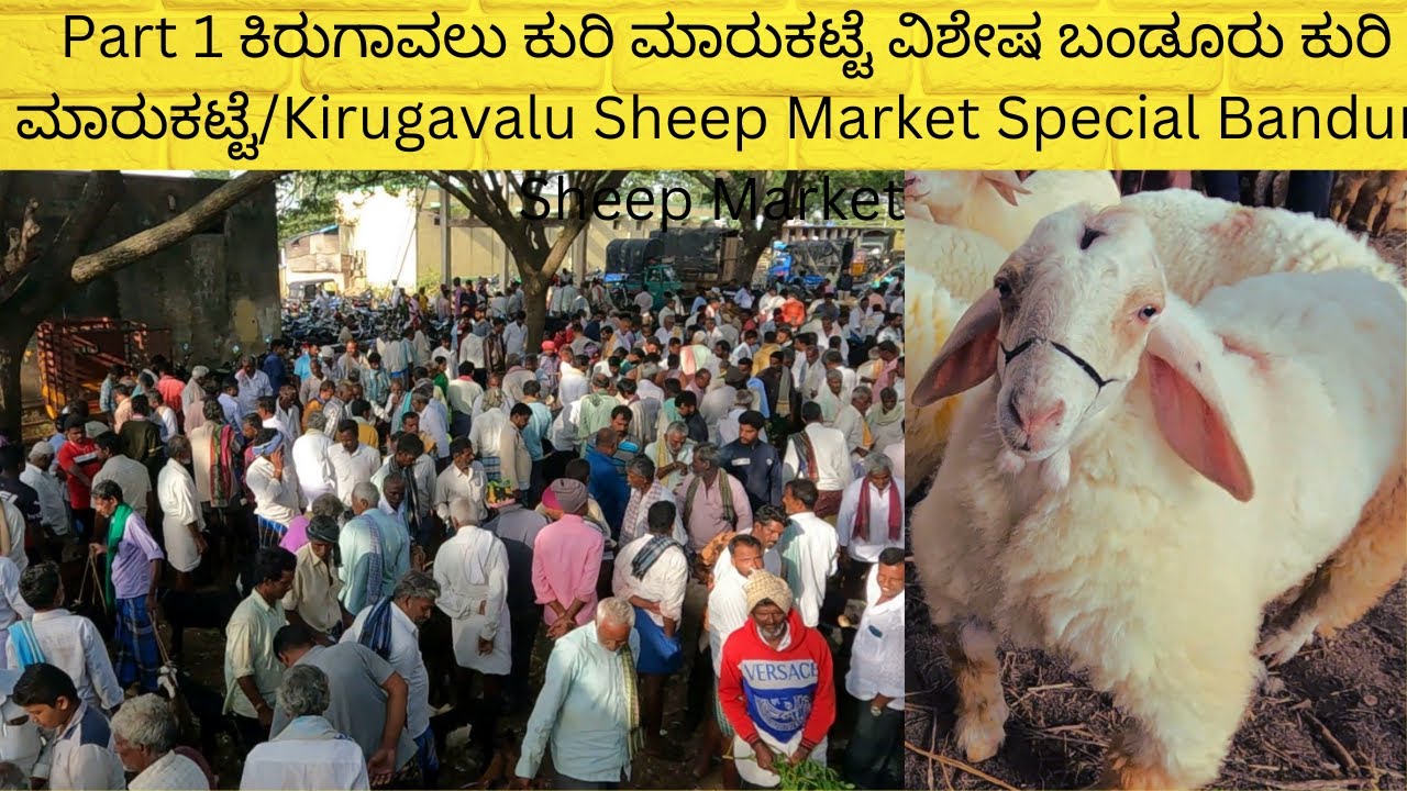 Part 1 ಕಿರುಗಾವಲು ಕುರಿ ಮಾರುಕಟ್ಟೆ ವಿಶೇಷ ಬಂಡೂರು ಕುರಿ ಮಾರುಕಟ್ಟೆ/Kirugavalu Special Bandur Sheep Market