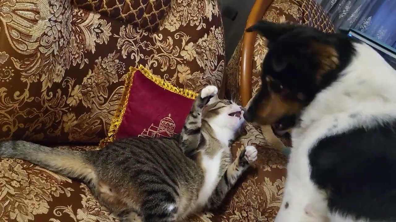 Кот и собака  Funny cat and dog games