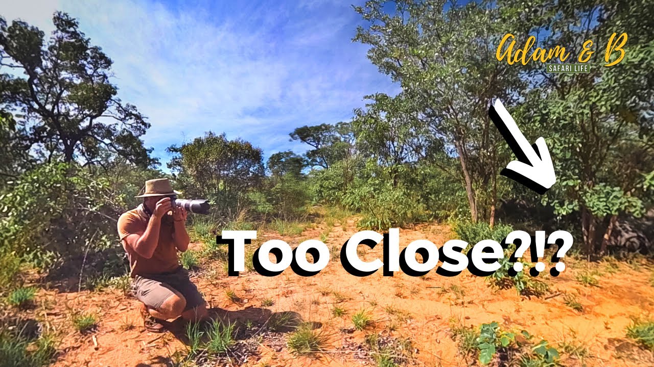Testing the limits with white rhinos, Matobo National Park Zimbabwe | SafariLife S1E29