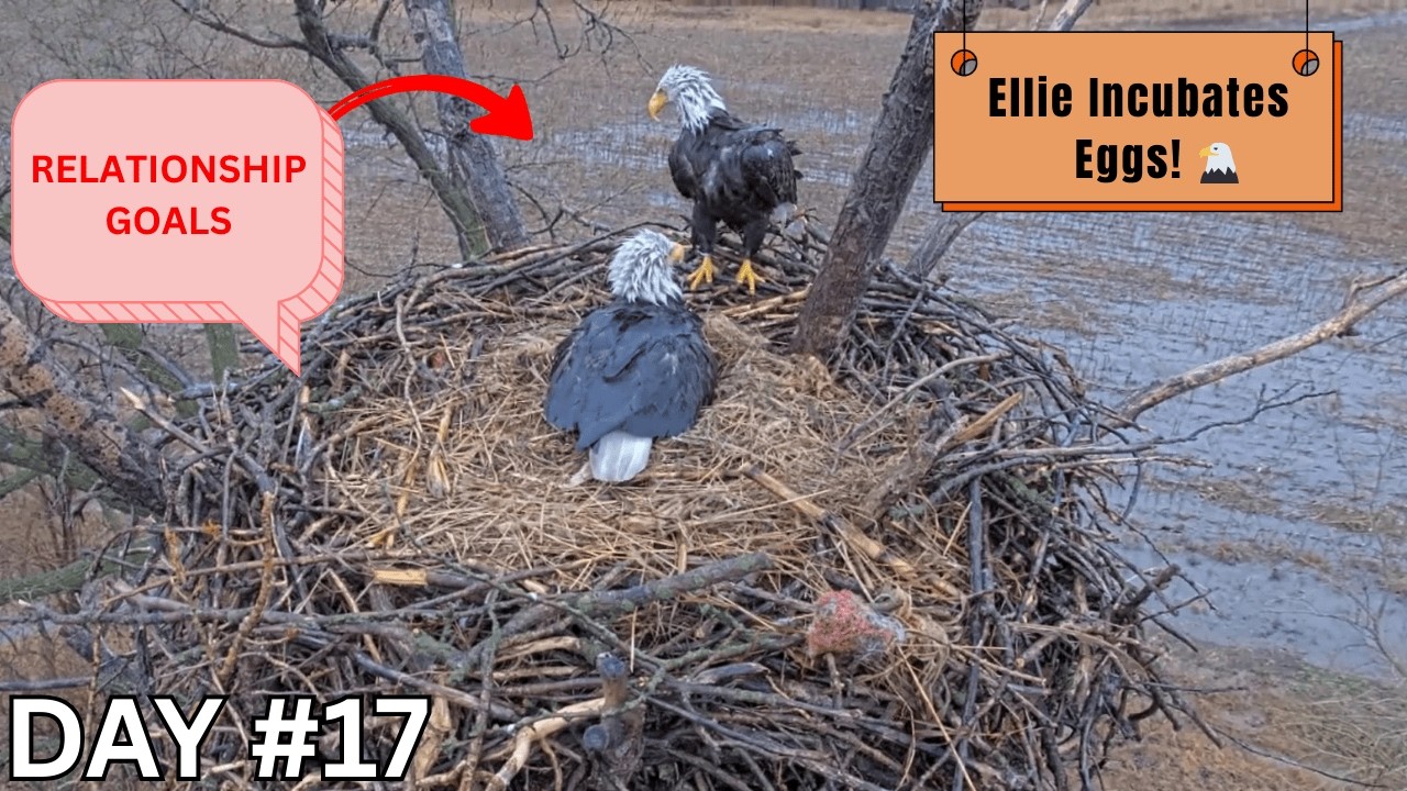 WOW! Rain-Soaked Eagles Are BREATHTAKING | Ellie & Harvey After the Storm