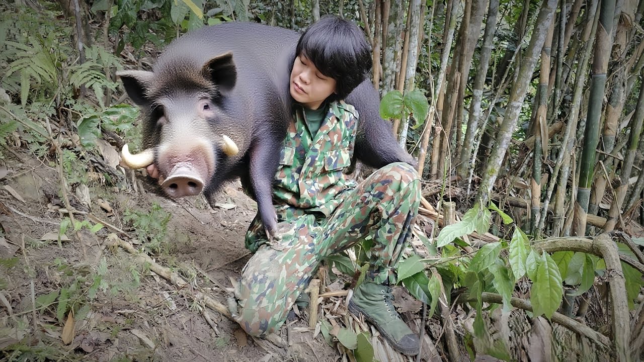 Surviving alone, traces of giant wild boar left, trap, stream fish, preserving pork in the wild