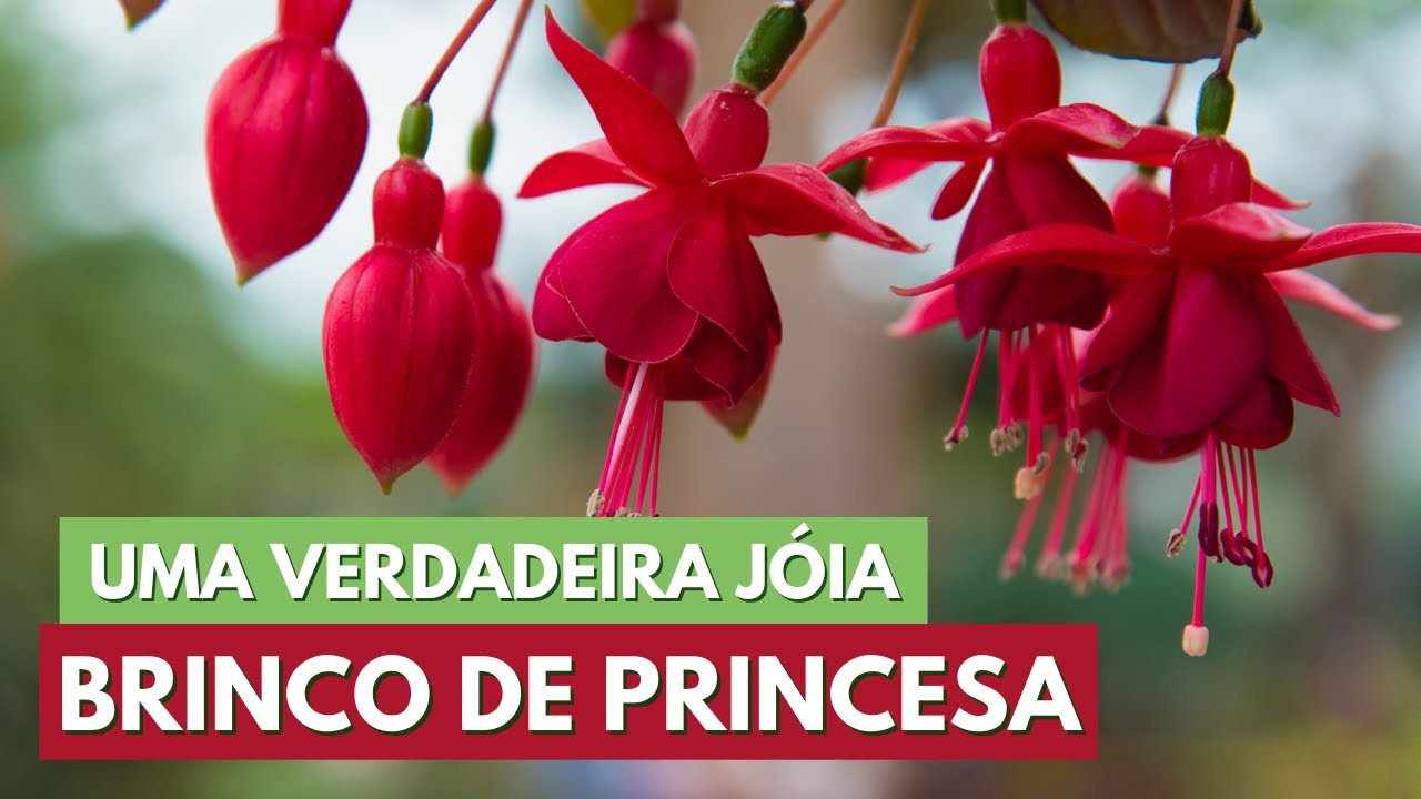 COMO CULTIVAR BRINCO DE PRINCESA - DICAS, REPLANTE E COMO FAZER MUDAS! CANAL MEU QUINTAL