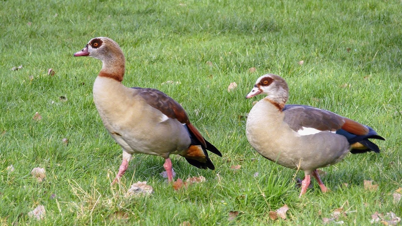 Het leven van de nijlgans als broedvogel en wintergast