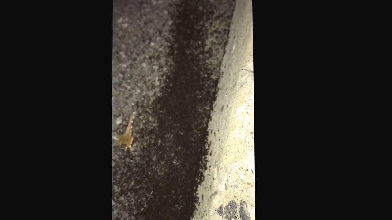 Massive Ant colony@PestControlCanada