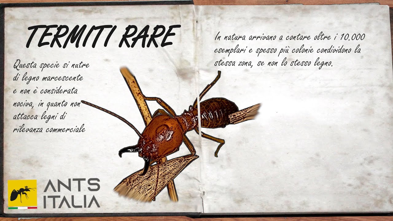 Abbiamo Trovato una specie di Termiti Estremamente Rara (IMMAGINI ESCLUSIVE)
