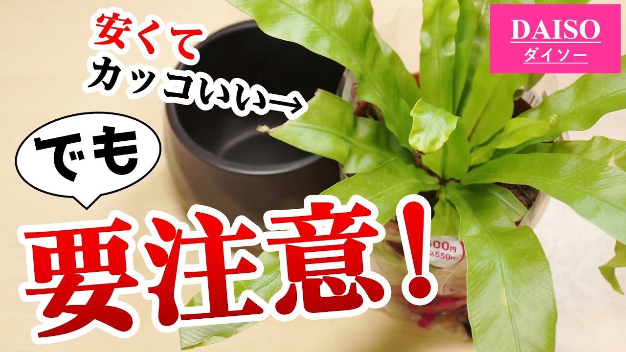 100均観葉植物のコレ、知らないと損します！