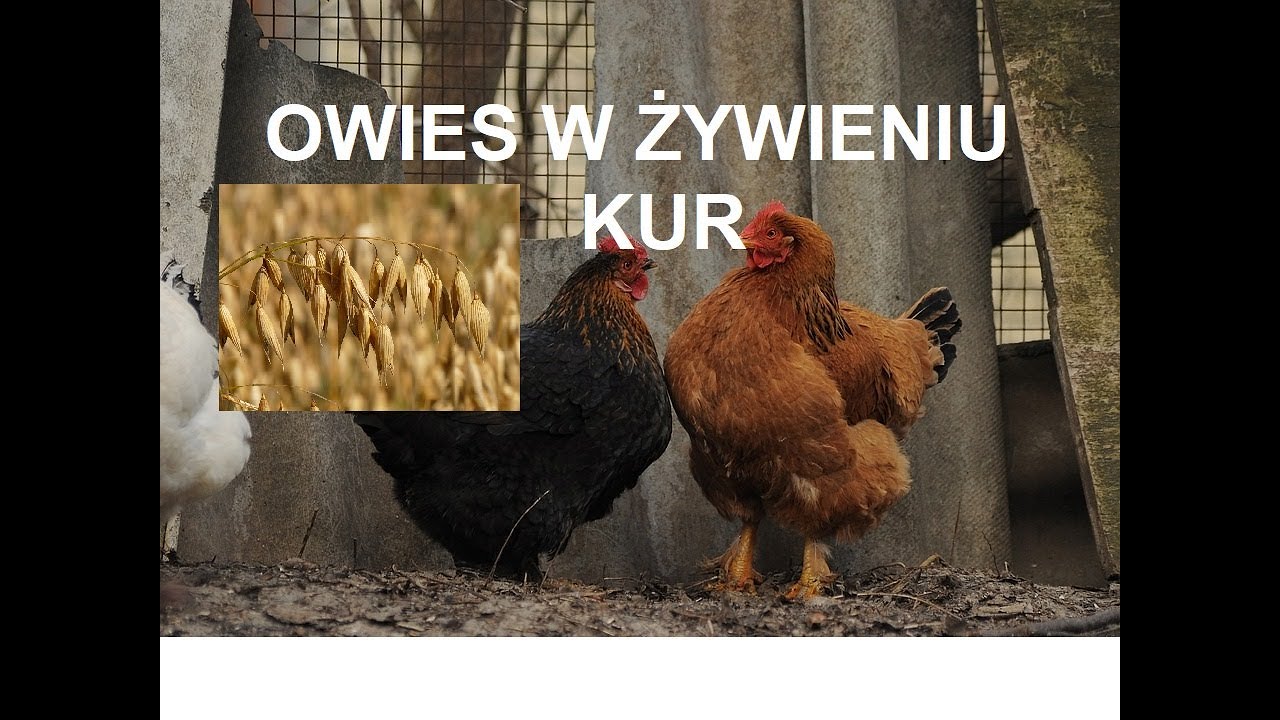 Odcinek 257 OWIES DLA KUR CZY WARTO PODAWAĆW ŻYWIENIU KUR? Poradnik dla początkujących *KURY*