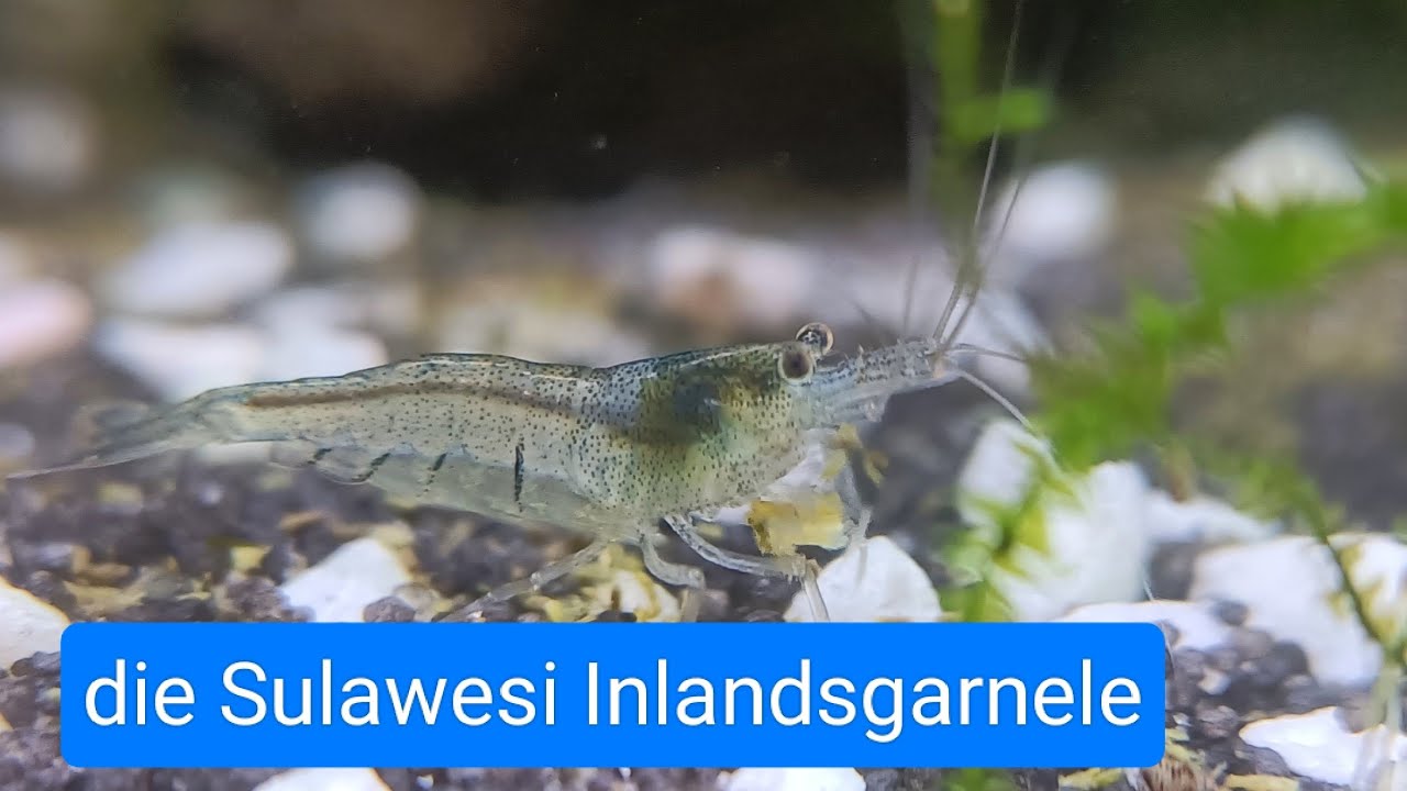 Die Sulawesi Inlandsgarnele